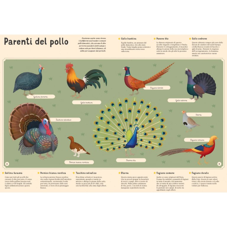 Enciclopedia degli uccelli per piccoli lettori