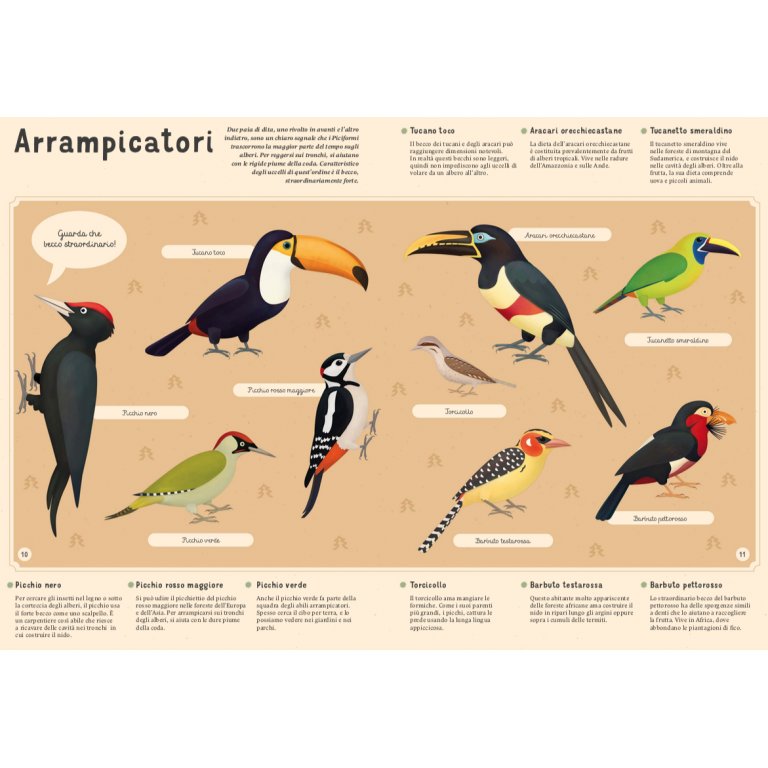 Enciclopedia degli uccelli per piccoli lettori