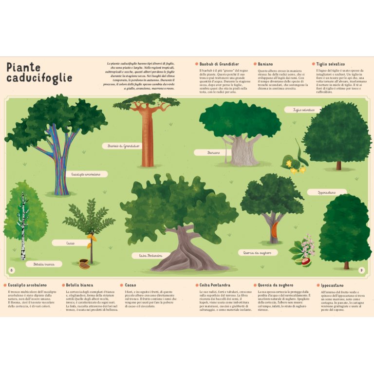 Enciclopedia di piante, funghi e licheni per piccoli lettori - Sassi