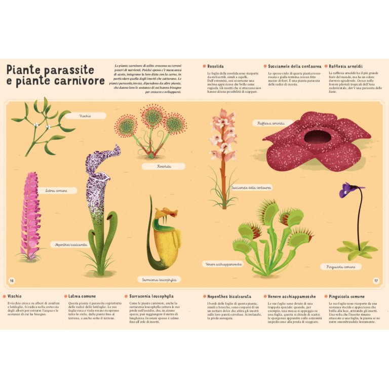 Enciclopedia di piante, funghi e licheni per piccoli lettori - Sassi