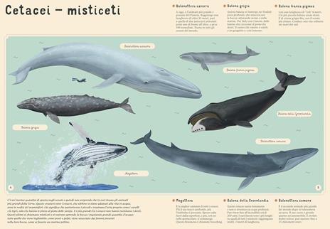 Enciclopedia del mare per piccoli lettori